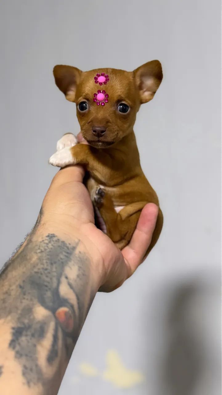 Pinscher fêmea chocolate miniatura 