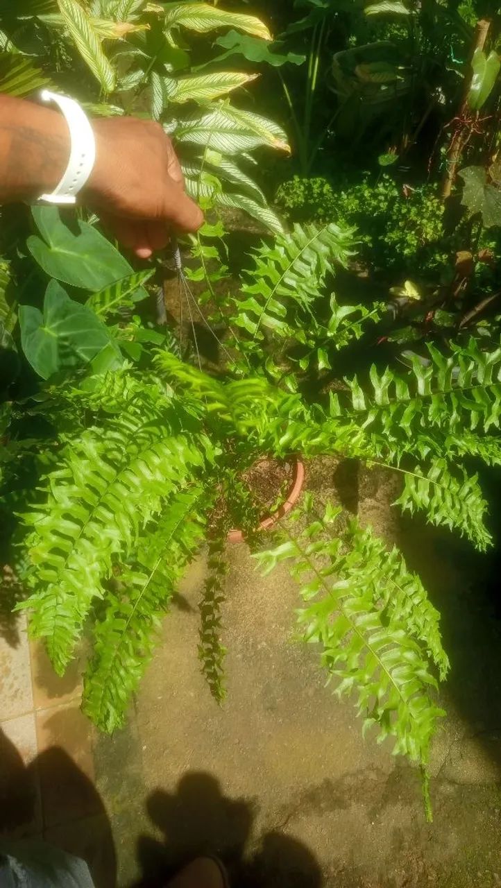 Samambaia renda baiana - Foto 4
