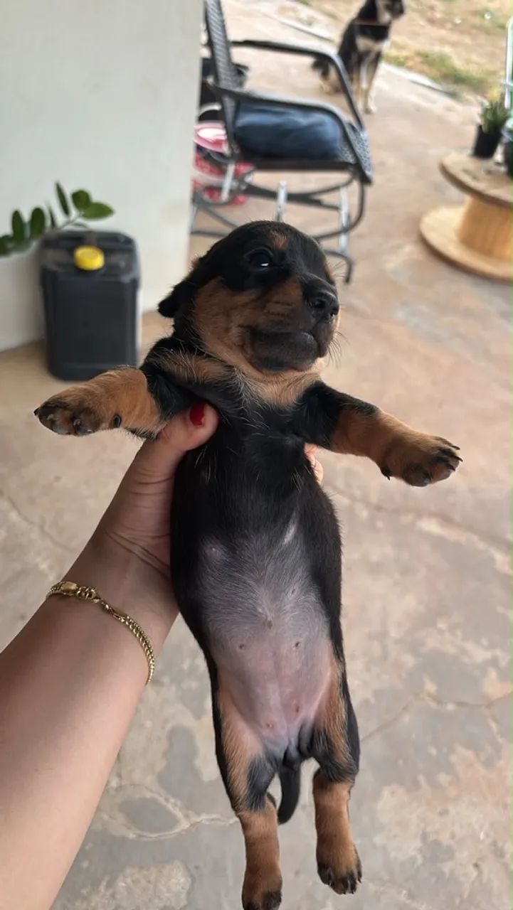 FILHOTES DE DASCHUND SALSICHA  - Foto 2