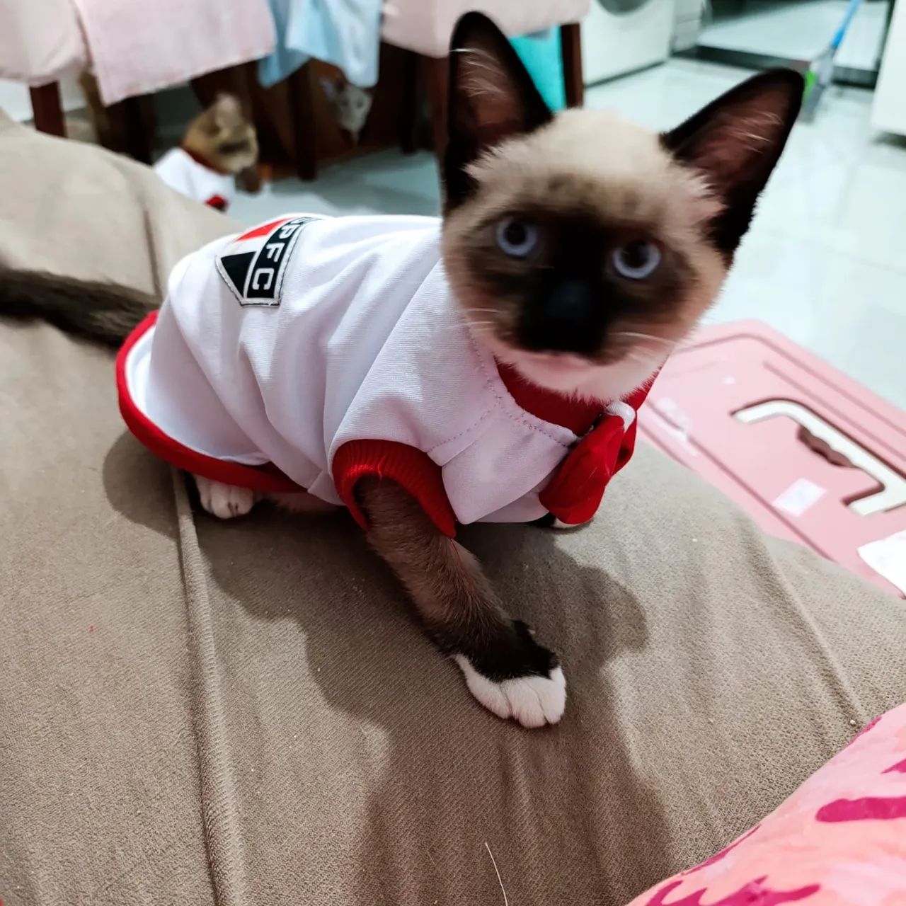 Gatinho siamês 4 meses - Foto 2