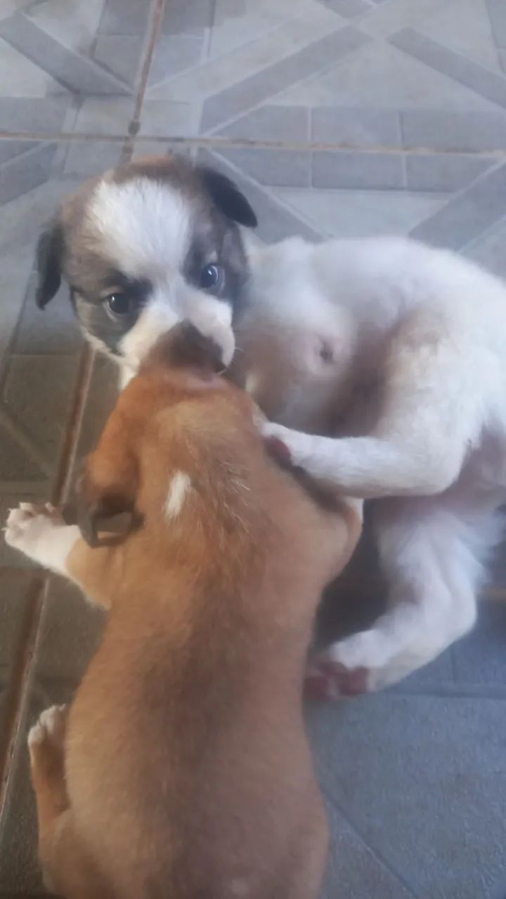 Doa-se lindos filhotes - Foto 3