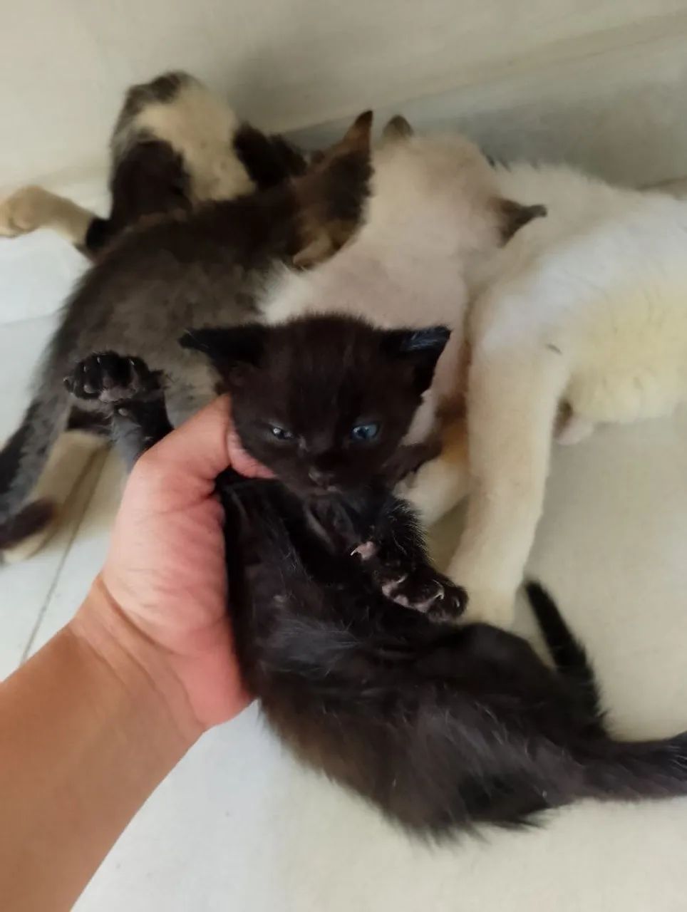 Gatinho macho - Foto 5