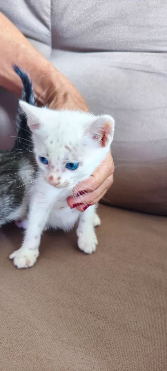 Doação de gato filhote 