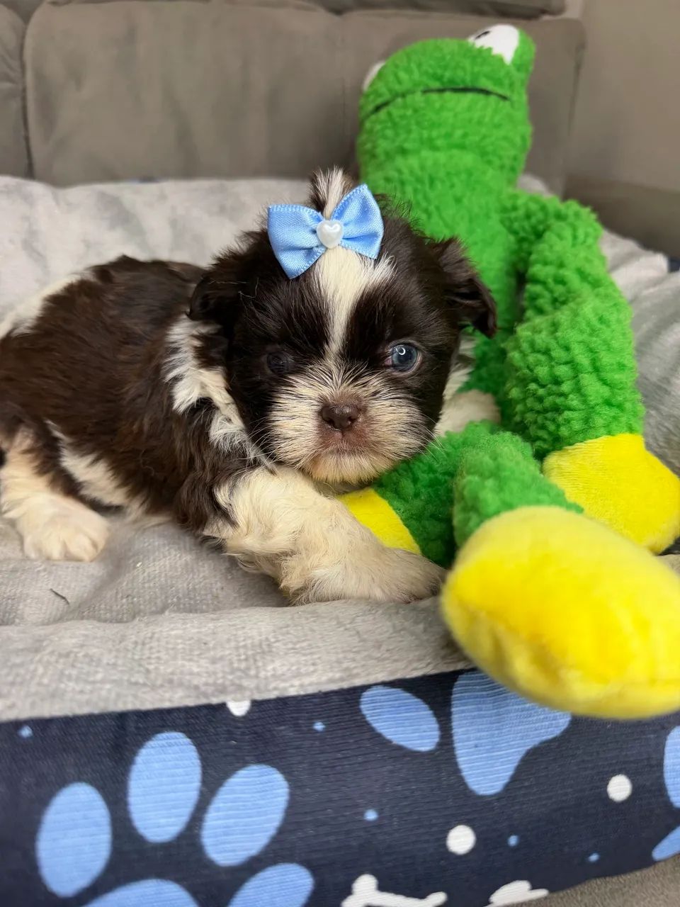 Shihtzu macho  - Foto 3