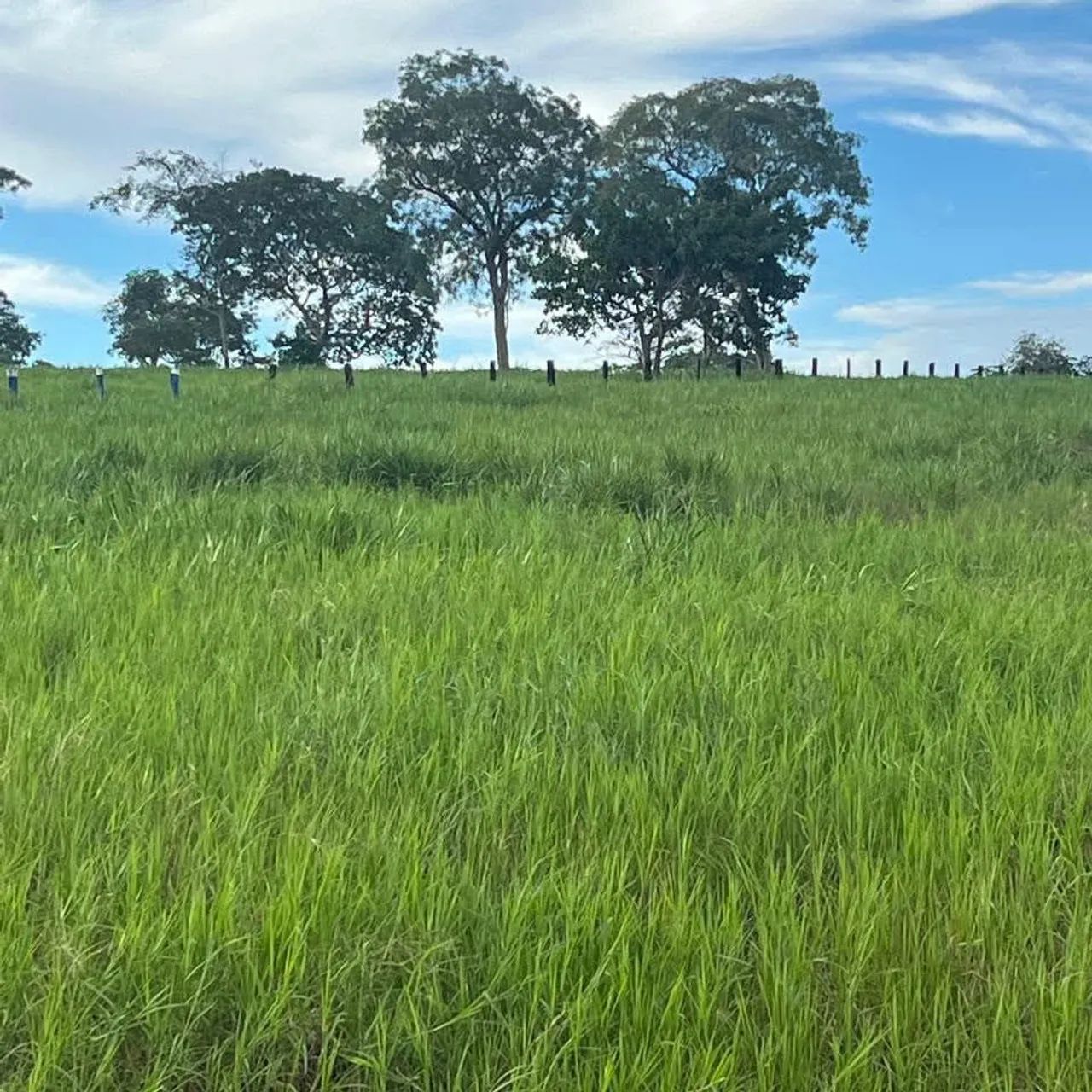 Fazemos Cercas,Curral,Limpeza em geral 