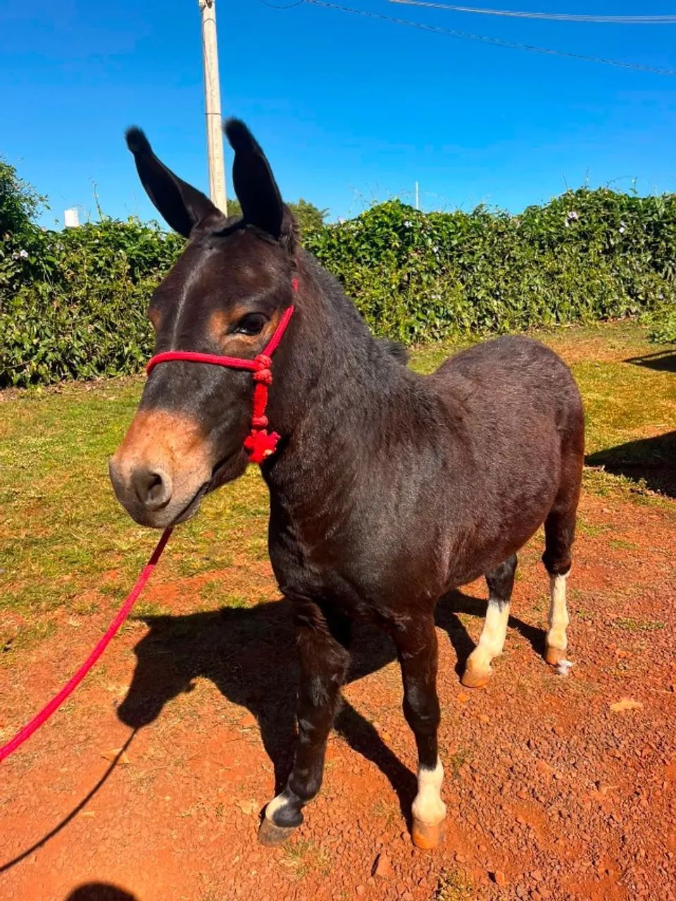 Mini Burro manso Marcha picada