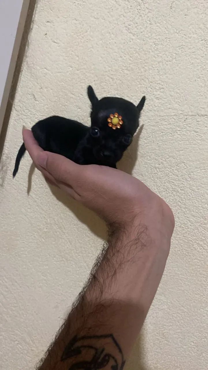 Pinscher  - Foto 2
