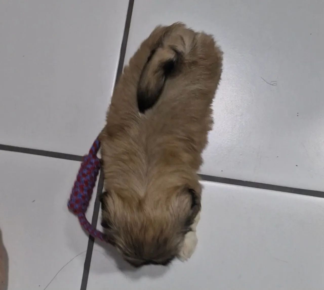 Cachorro shih tzu  - Foto 2