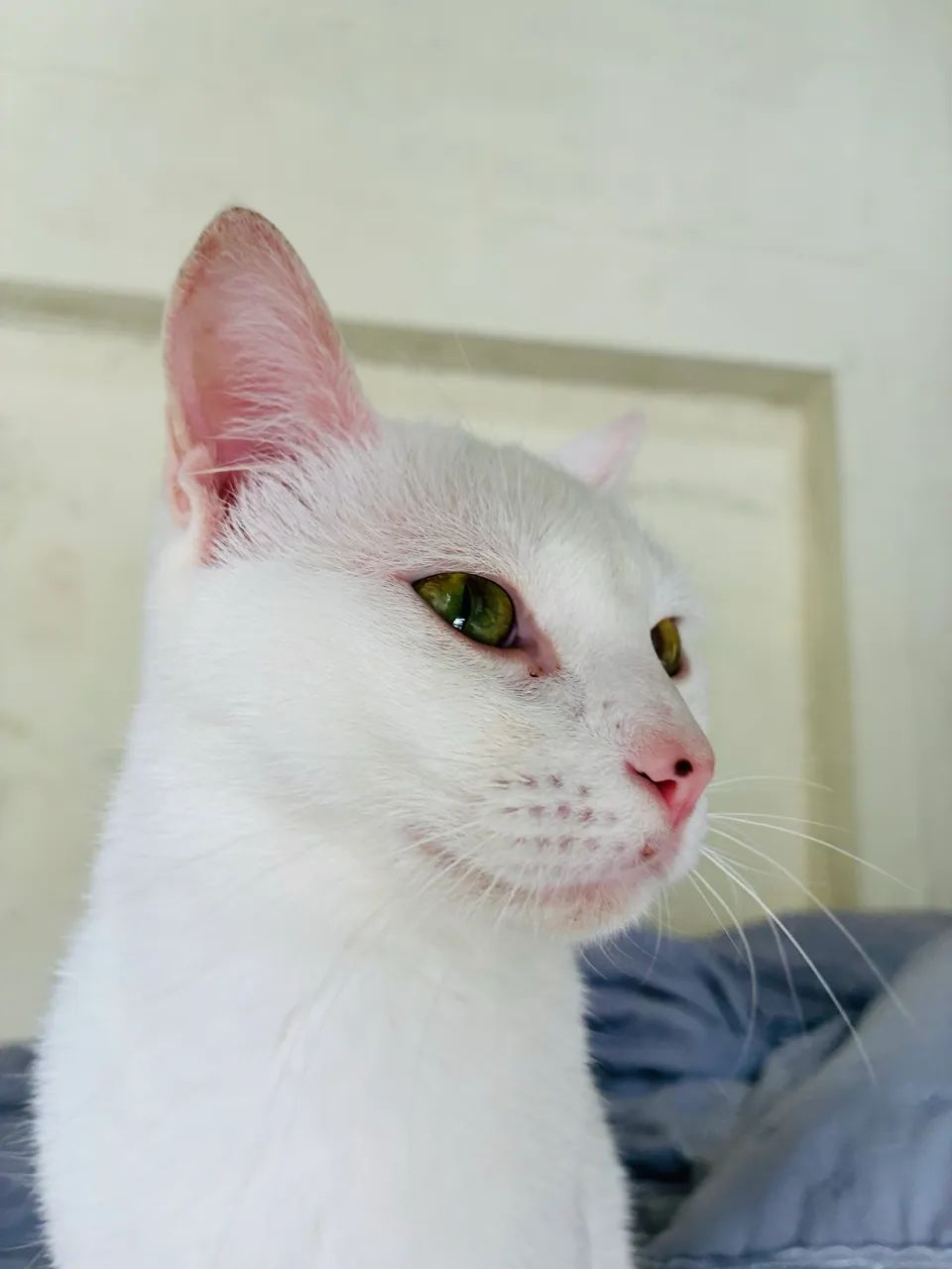 Adoção Gata Julieta  - Foto 2