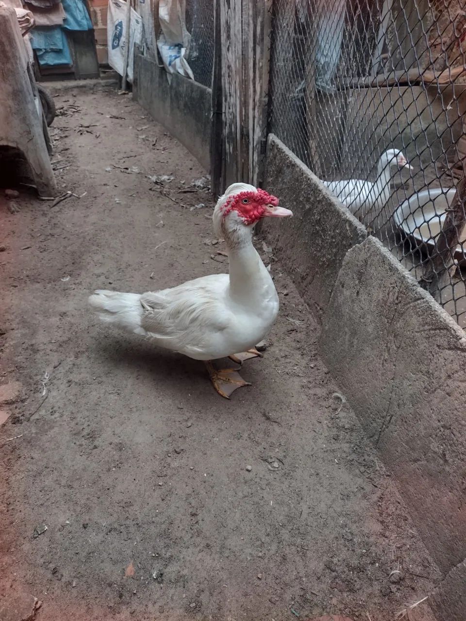 Casal de patos em reprodução!!!