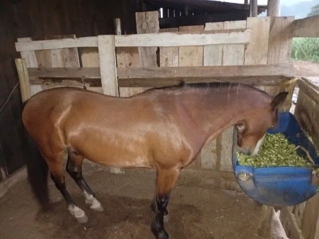 Cavalo - Foto 2