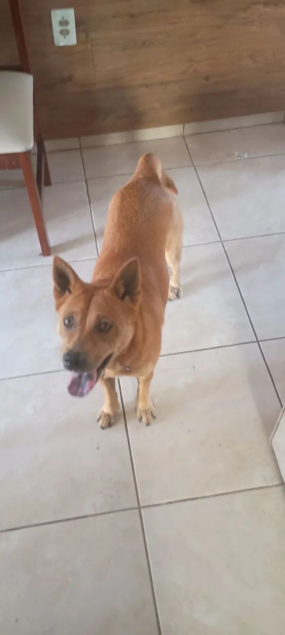 Doa-se Cachorrinha !!! - Foto 5