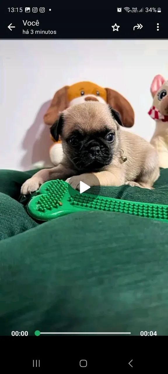Pug  - Foto 3