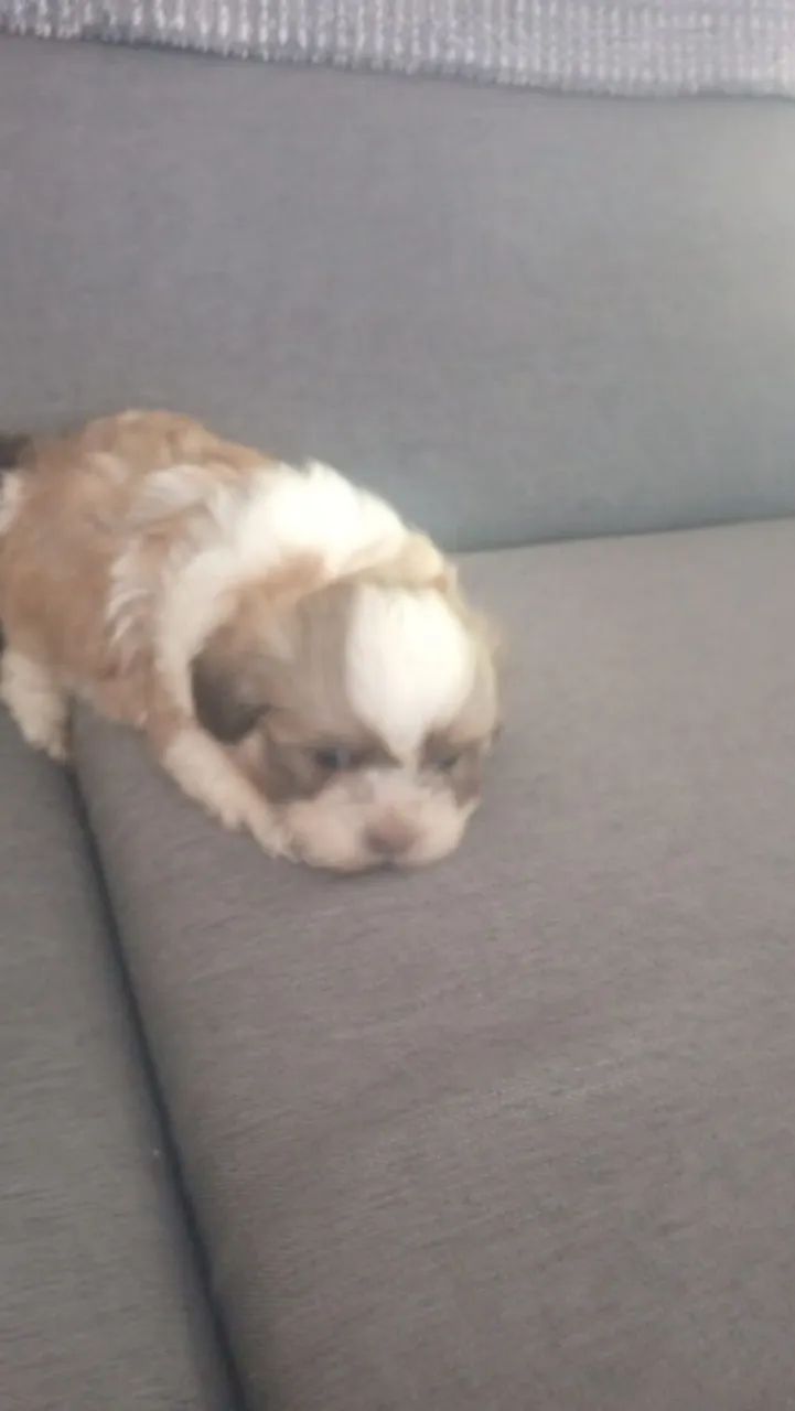 Cachorro macho Shitzu 