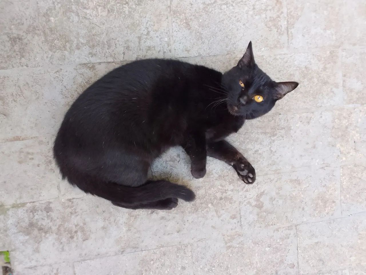 Doação gato macho chama no zap - Foto 5