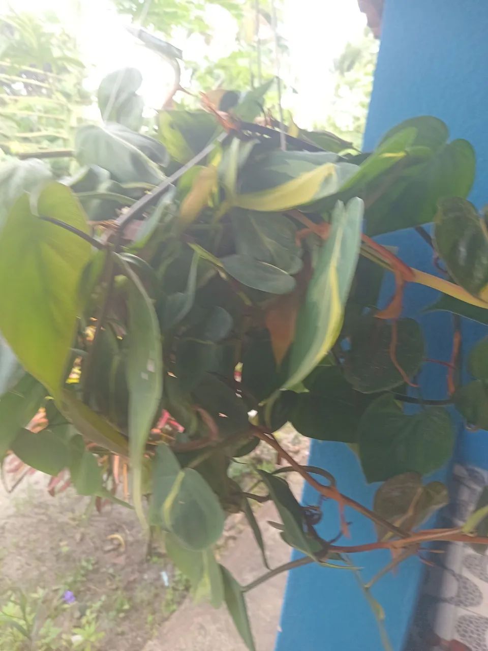 Plantas  - Foto 4