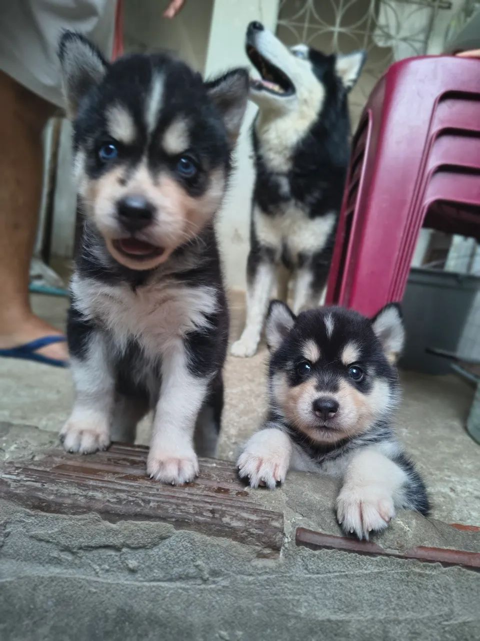 Filhotes de husky siberiano - Foto 2