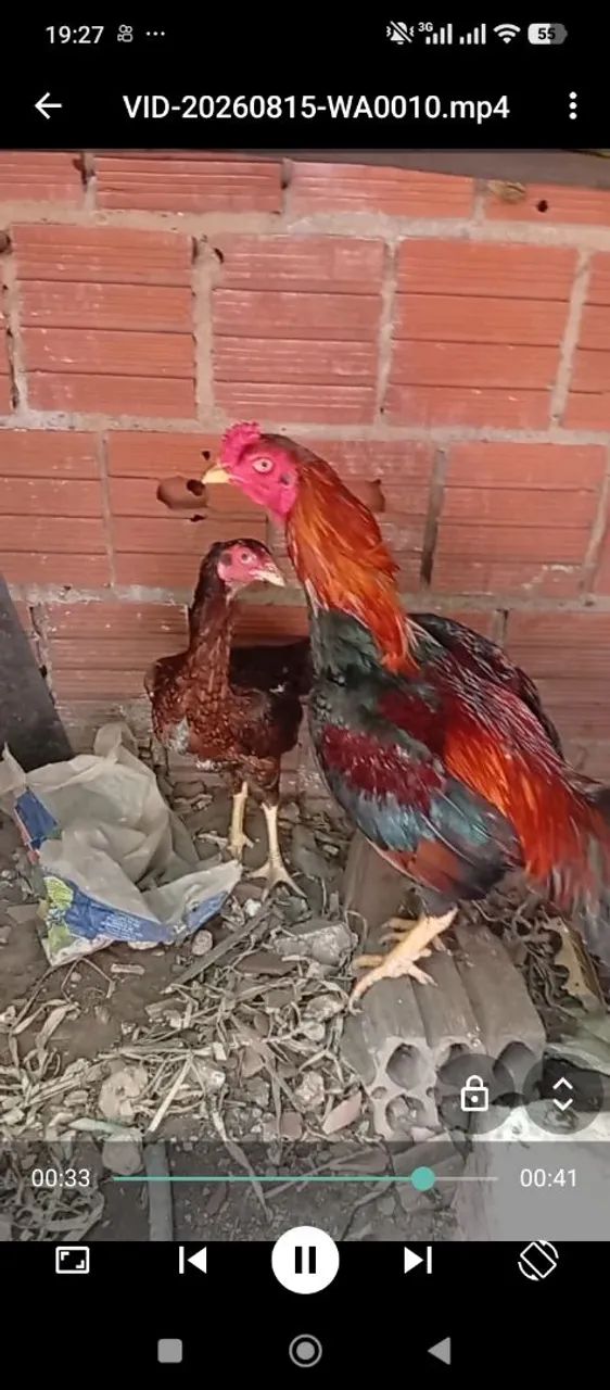 Estou vendendo um casal de galinhas indianas