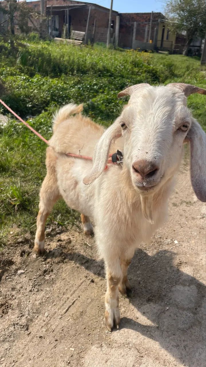 Cabrito - Foto 2
