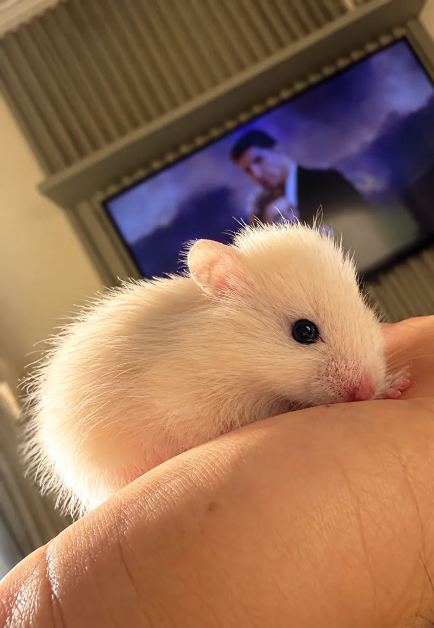 HAMSTER  - Foto 4