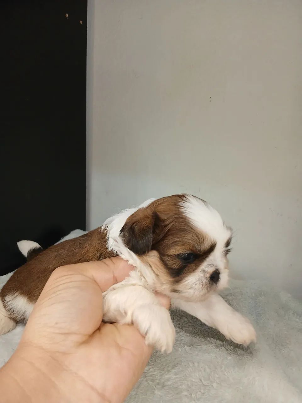Filhote de shihtzu macho para reserva  - Foto 4