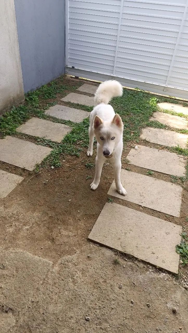 Cachorro 1 ano