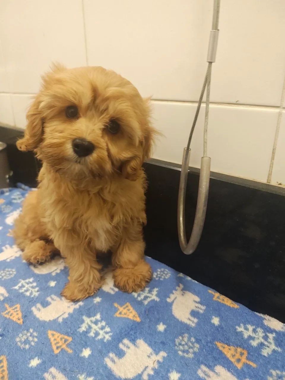 Lindos filhotes de Cavapoo machos na cor Creme  - Foto 2