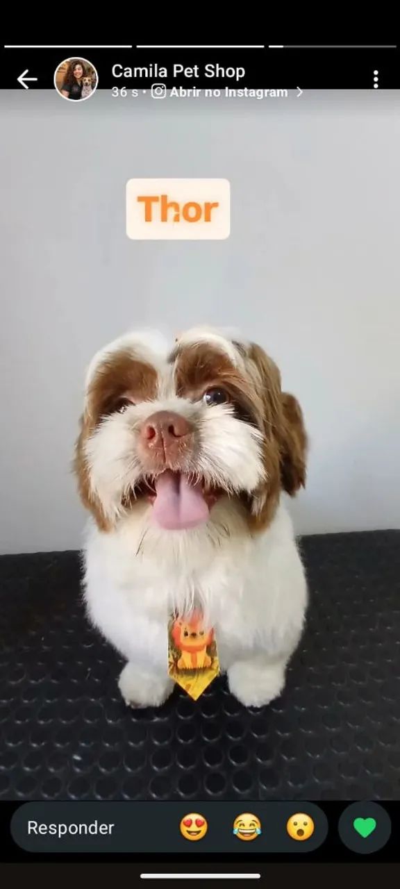 Cachorrinhos a venda  - Foto 2