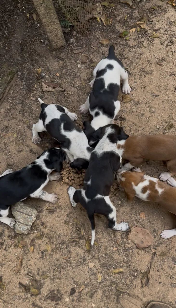 Cachorro caçador 