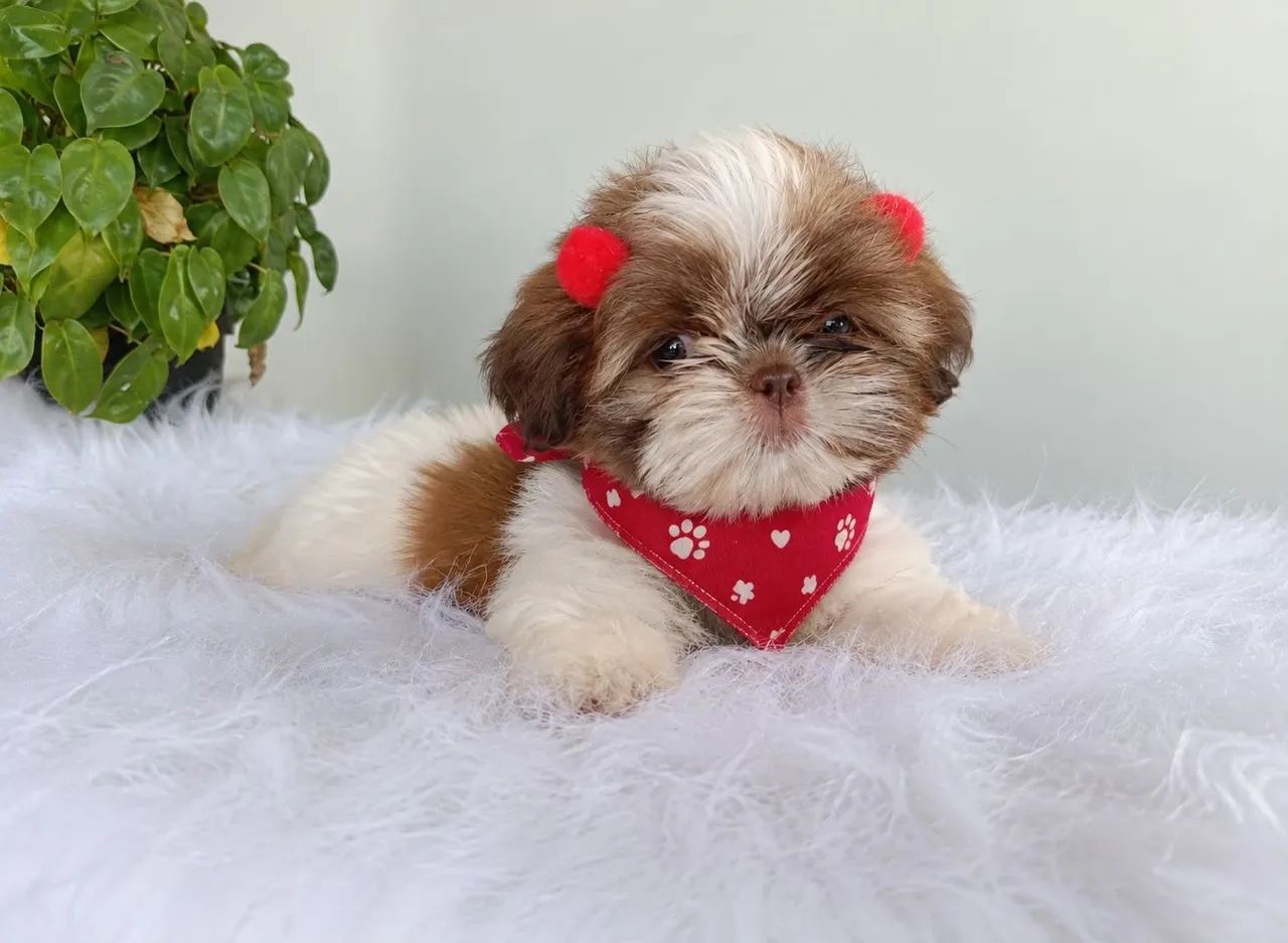 Fêmea shih Tzu com pedigree  - Foto 2