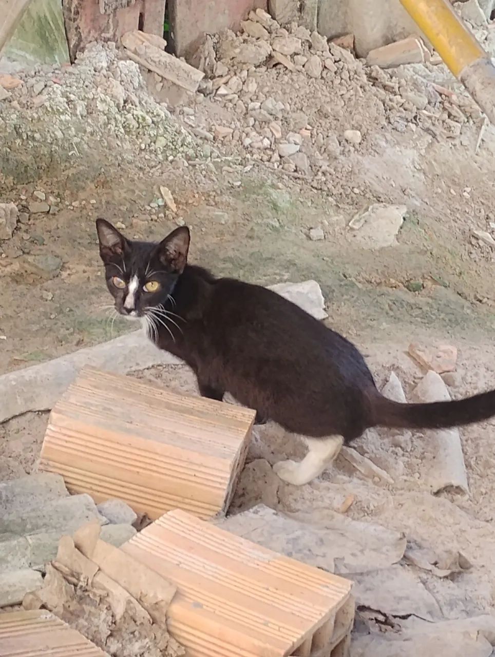 Doação de gato macho 