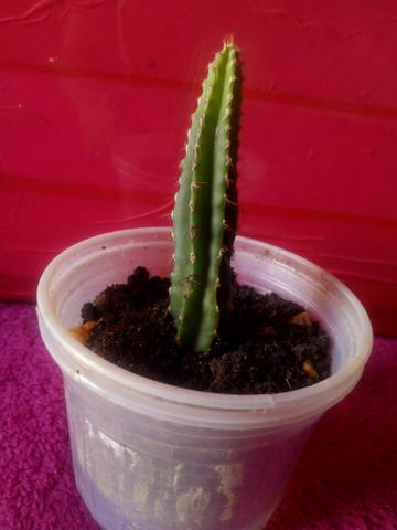 Pé de cacto