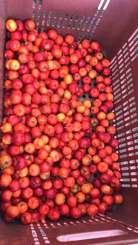 Acerola Orgânica Parnaíba