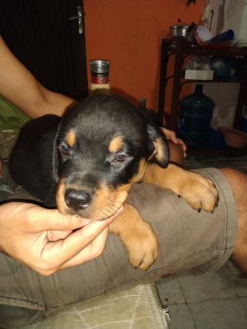 Filhote de rotweiller