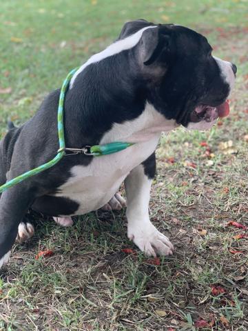 Filhotes American Bully Pocket - Foto 5