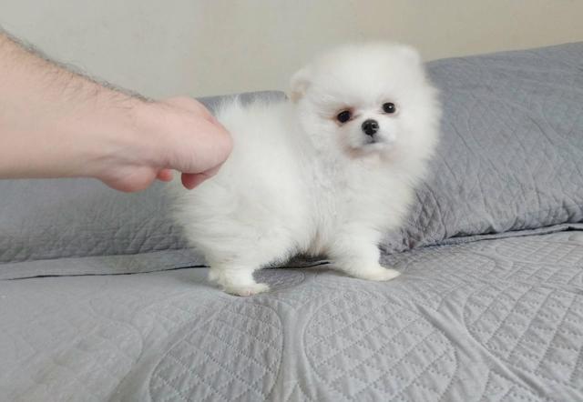 Fêmea - Branco - Lulu da Pomerania