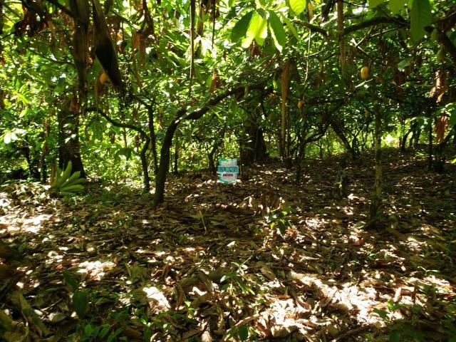 Ibirapitanga. Fazenda pequena com área de 12 ha - Foto 16