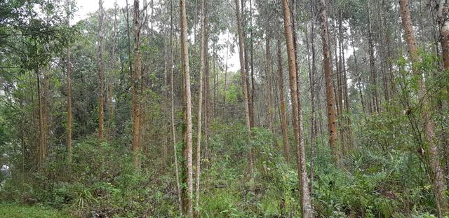 Vendo 6,78 alqueires a 2 km da BR 116 em Mandirituba - Foto 8