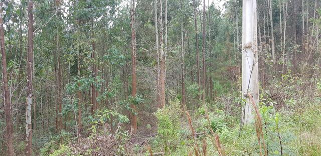 Vendo 6,78 alqueires a 2 km da BR 116 em Mandirituba - Foto 6