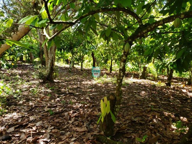 Ibirapitanga. Fazenda pequena com área de 12 ha - Foto 17