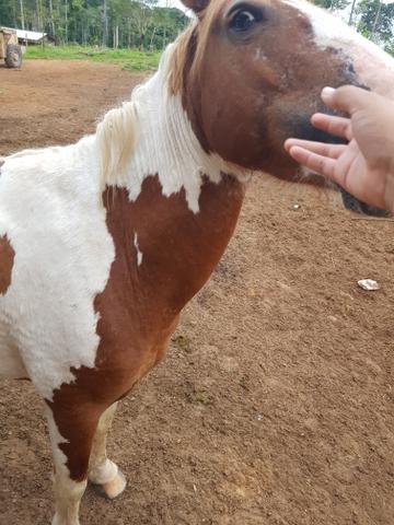 Vendo um cavalo pampa - Foto 3