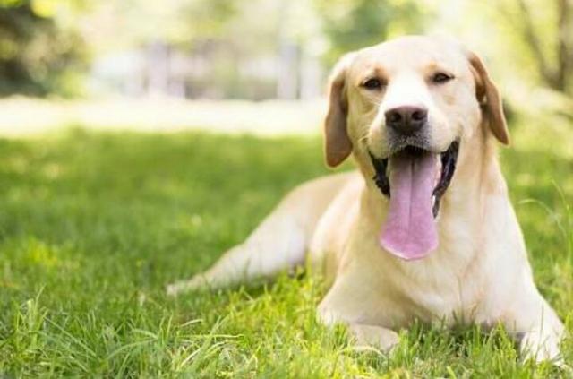 Filhote de Labrador de 1,500 por menos de 100R$ - Foto 3