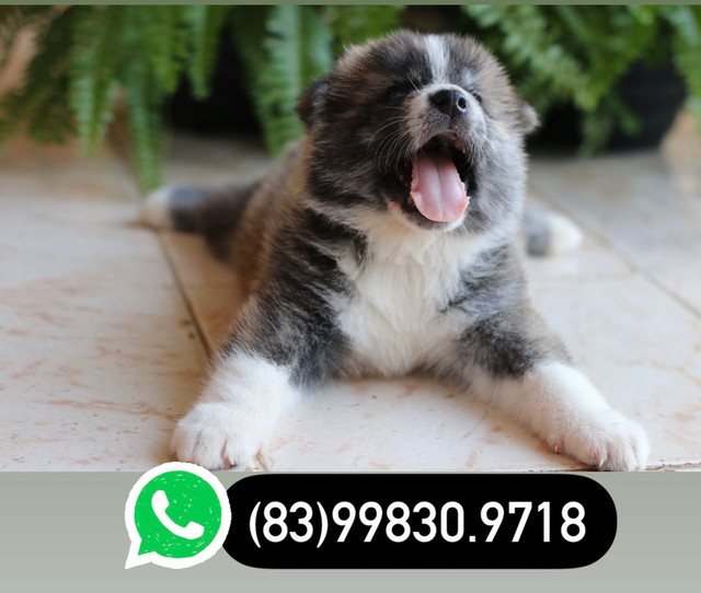 Filhotes de akita / SÓ RESTAM 2 - Foto 2