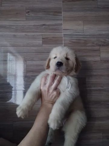 Filhote fêmea  raça golden retriever