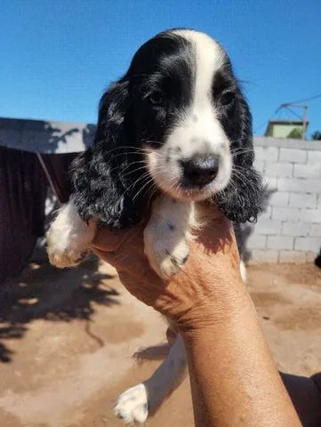 Filhote de Cocker Spaniel Inglês Melhor Preço Espírito Santo - Filhote de  Cocker Spaniel Inglês Dourado - Encrenquinhas