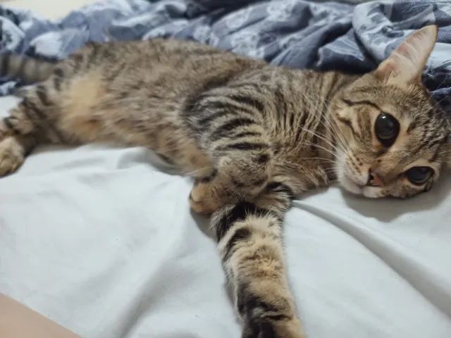 Gata castrada e vacinada - Foto 2