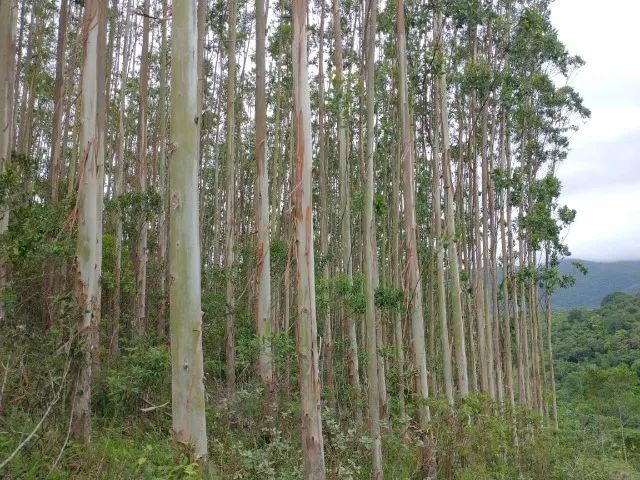 12.200 pés de eucalipto - Foto 4