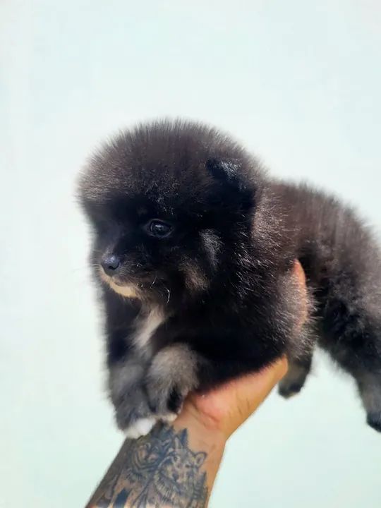 Spitz Alemão - Lulu da Pomerânia - Fêmea com pedigree CBKC - Foto 5