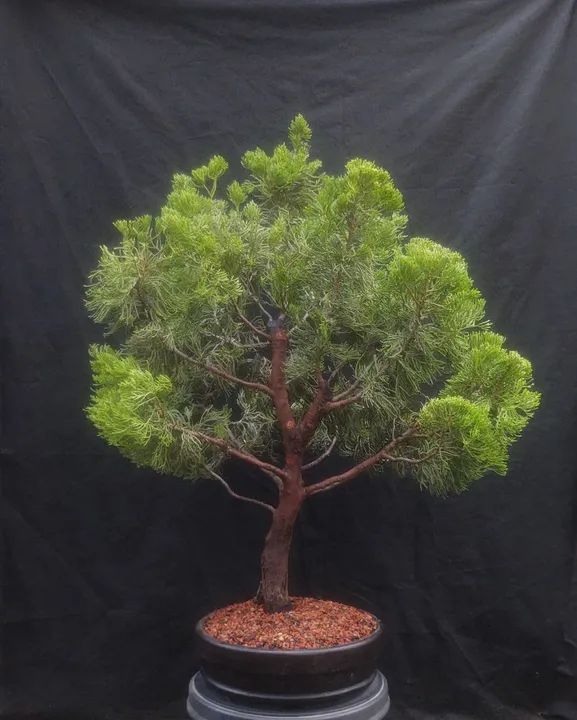 Bonsai e Pré-Bonsai - Foto 3