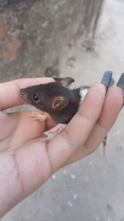 Rato twister filhote disponível 